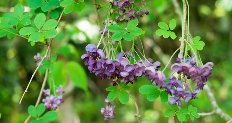 Akebia quinata, Chocolate vine
